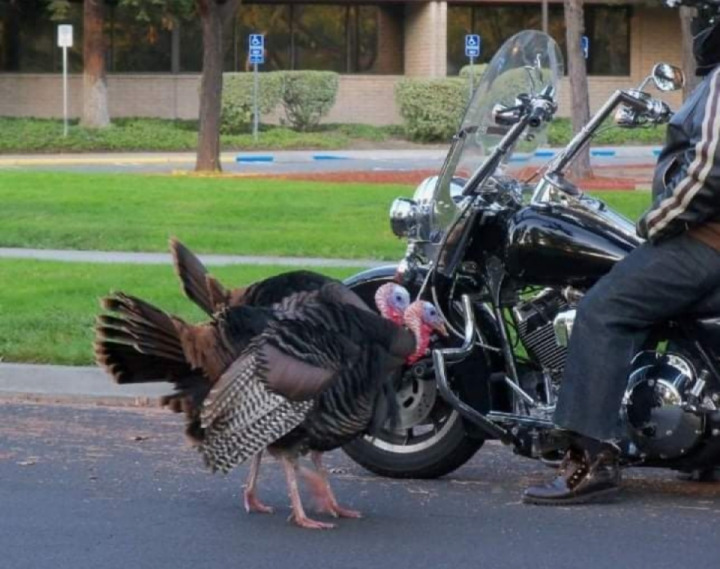 Happy Thanksgiving to all my 2Wheelers Family   vs  