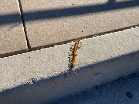 Sunday Funday and creepy crawlers