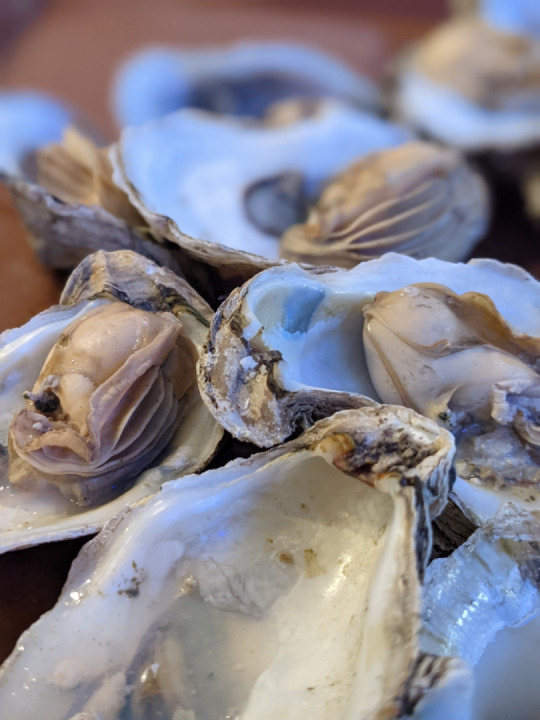 Oysters, etc