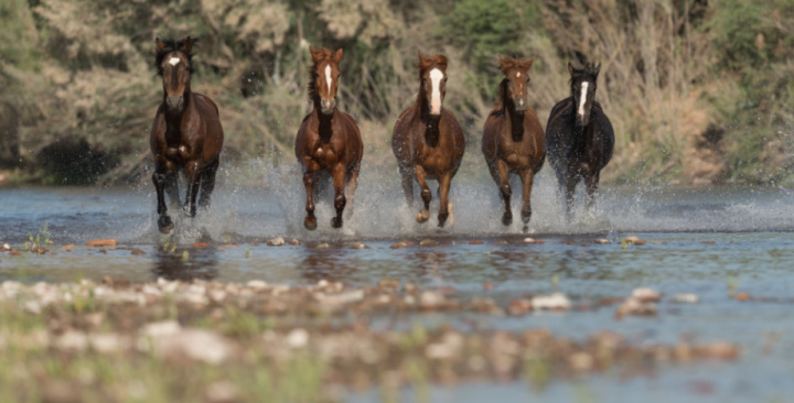 7th Annual Ride for the Salt River Wild Horses