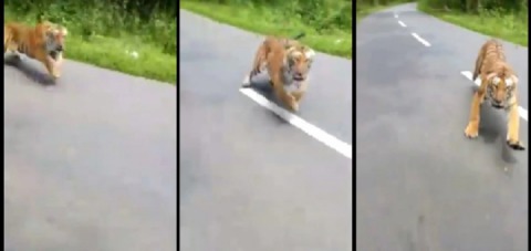 Hungry tiger emerges from jungle, pursues passing motorcyclist.