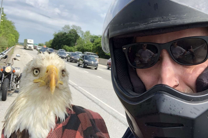 Guy Sees A Bald Eagle Caught In Traffic — And Saves Her Life