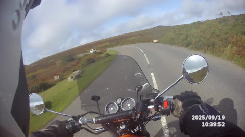 Sleeping sheep and Nosy cows! All part of the adventure when you ride across Dartmoor.