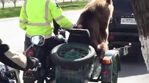 Bear rides motorcycle & waves to people 