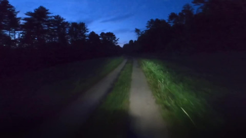 Dusk patrol