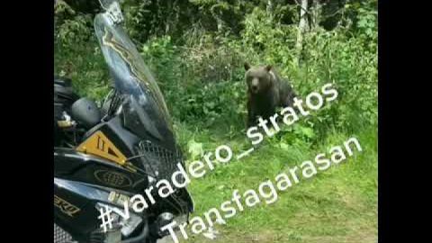 Transfagarasan bear friends