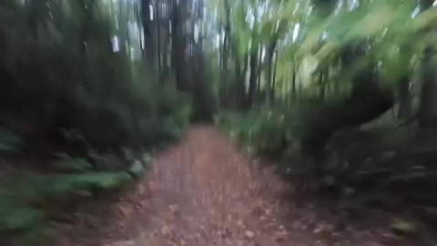 Nipmuck Forest