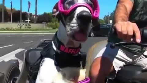 This guy takes his dogs Waffles and Biscuit on motorcycle rides 