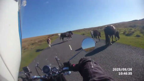 Animals can be unpredictable. Motorcycle Treating the Dartmoor local residents with care & respect.