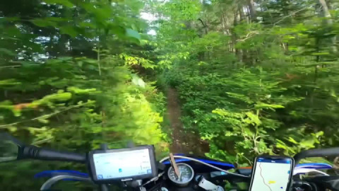 Green Mountain Forest grazing