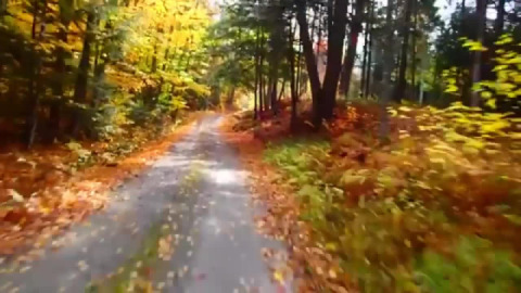Autumn Love