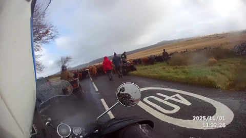 E cow-jam I've ever met. On Dartmoor yesterday between 2 bridges and postbridge.