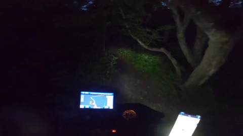 Night in the forest along a stream