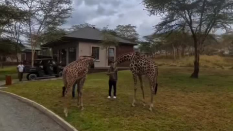 Africa Twin on Safari