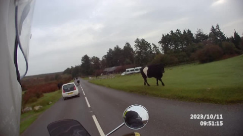 Being patient and courteous with the locals on Dartmoor..